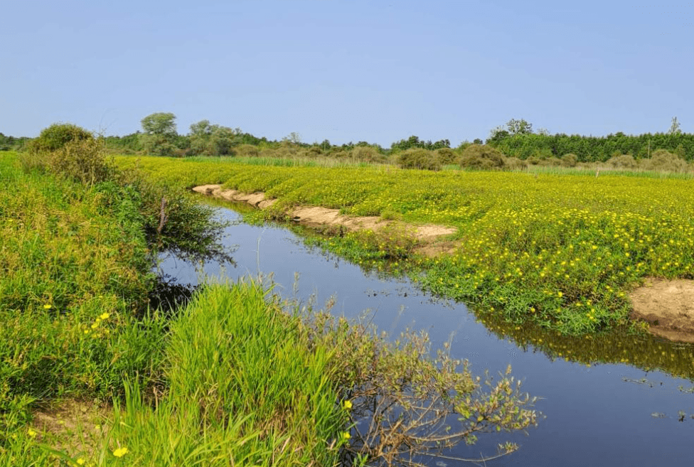 marais de Mazerolles