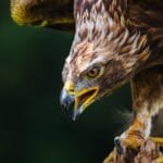Le Sanctuaire du FUTUR coordonne un sauvetage réussi de 58 poules et coqs de combat !
