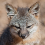 L’Illinois adopte une loi historique interdisant les animaux sauvages dans les cirques !