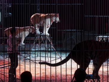 L’Illinois renforce sa protection animale avec une législation pionnière