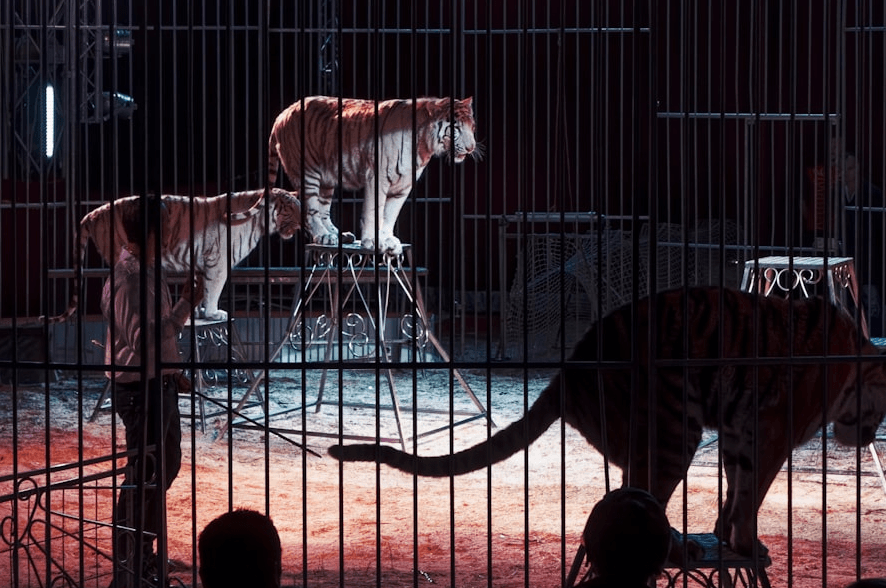 L’Illinois renforce sa protection animale avec une législation pionnière
