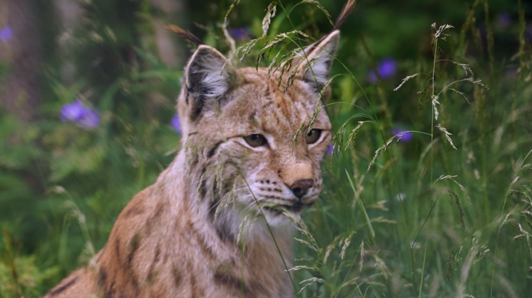 réintroduction de 4 lynx dans le Jura