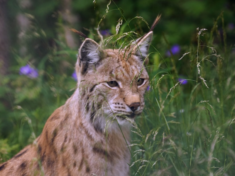 réintroduction de 4 lynx dans le Jura