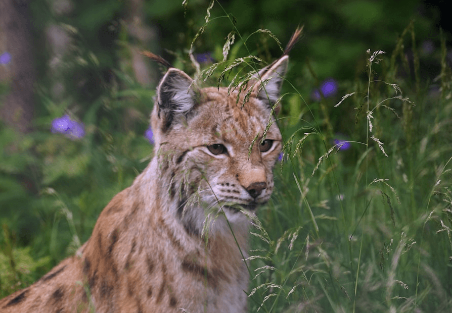 réintroduction de 4 lynx dans le Jura
