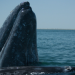 La technologie sauve les baleines grises de San Francisco