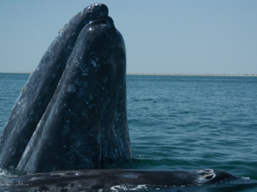 La technologie sauve les baleines grises de San Francisco