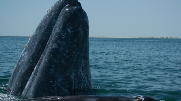 La technologie sauve les baleines grises de San Francisco