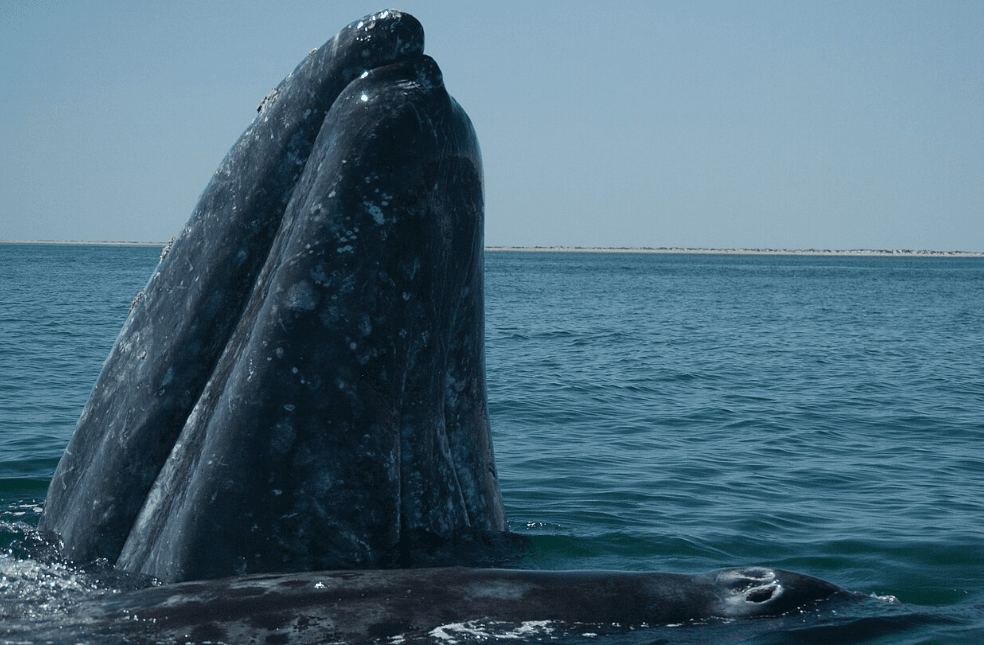 La technologie sauve les baleines grises de San Francisco