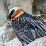 Le gypaète barbu renait dans le parc national des Picos de Europa