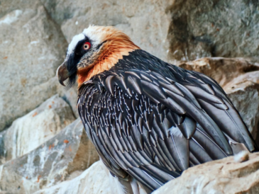 Le gypaète barbu renait dans le parc national des Picos de Europa
