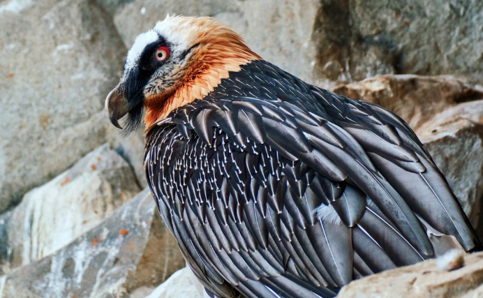 Le gypaète barbu renait dans le parc national des Picos de Europa