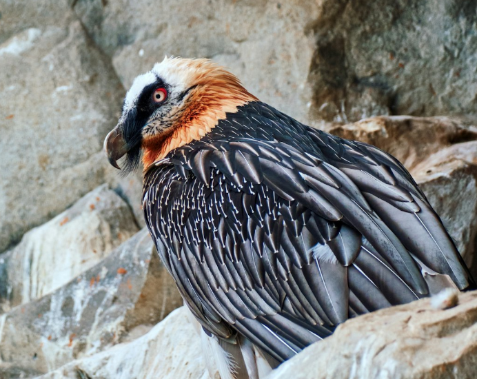 Le gypaète barbu renait dans le parc national des Picos de Europa