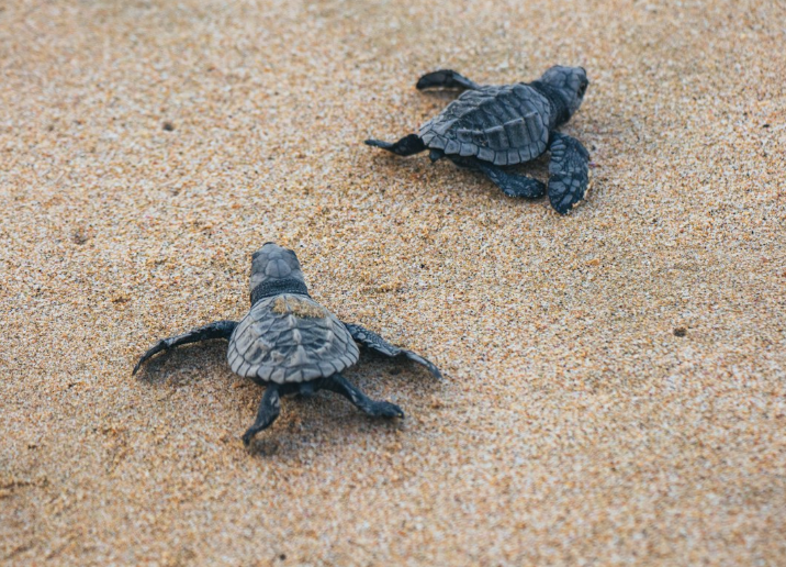 saison 2026 de nidification des tortues marines en Floride bat des records
