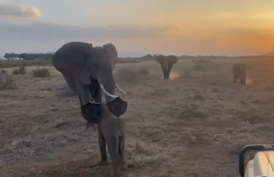 Un éléphanteau perdu retrouve sa famille au Kenya grâce à des chercheurs