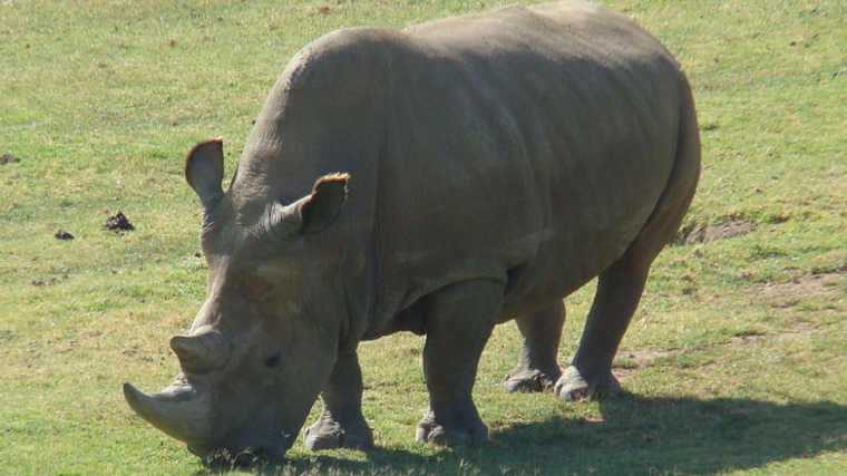 39 embryons de rhinocéros blanc du Nord