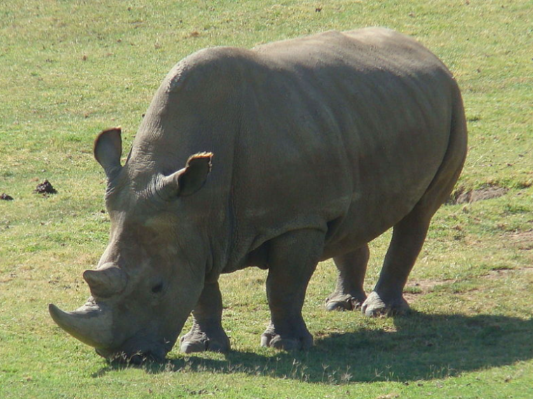 39 embryons de rhinocéros blanc du Nord