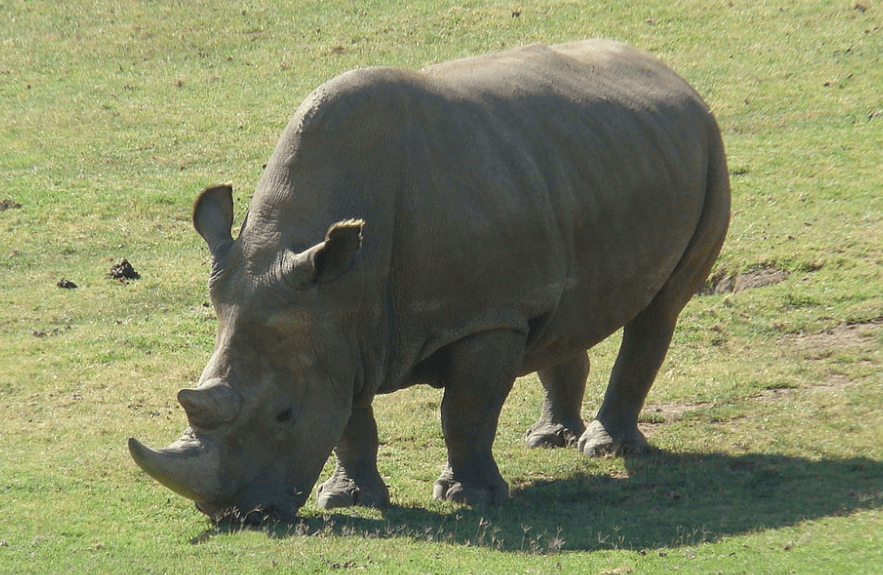39 embryons de rhinocéros blanc du Nord