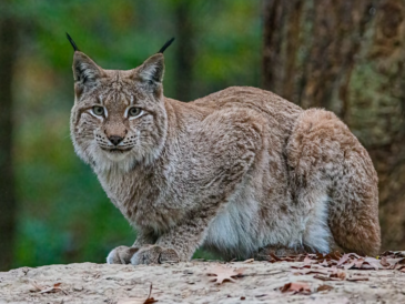 le retour du lynx en Belgique
