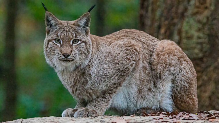 le retour du lynx en Belgique