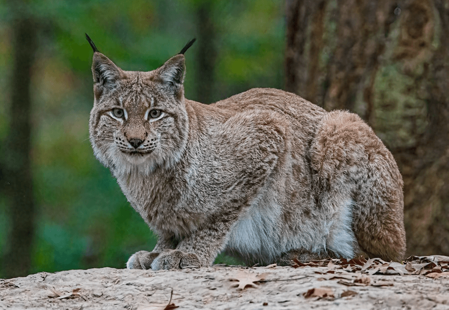 le retour du lynx en Belgique