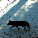 Premier loup gris observé à Sequoia depuis un siècle
