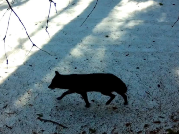 Premier loup gris observé à Sequoia depuis un siècle