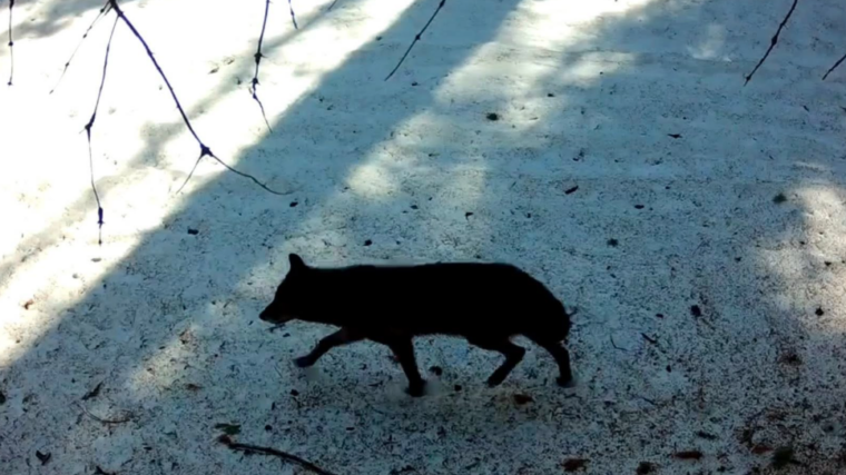 Premier loup gris observé à Sequoia depuis un siècle