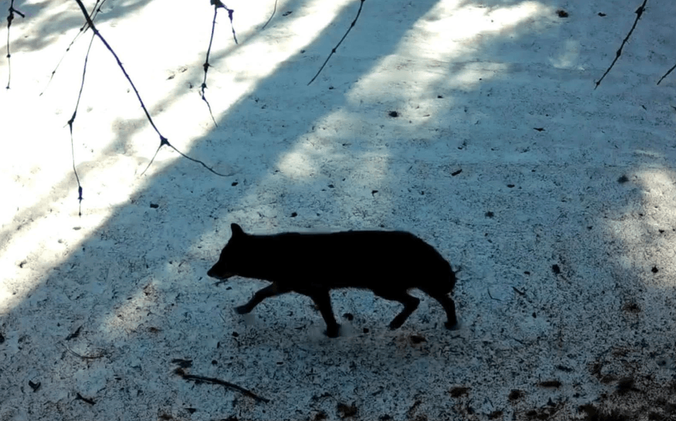 Premier loup gris observé à Sequoia depuis un siècle