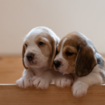 l'Ontario adopte une loi bannissant les tests invasifs sur chiens et chats