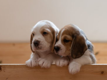 l'Ontario adopte une loi bannissant les tests invasifs sur chiens et chats