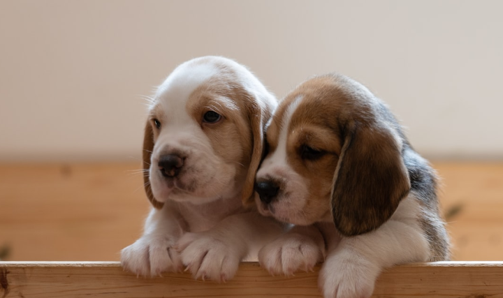 l'Ontario adopte une loi bannissant les tests invasifs sur chiens et chats
