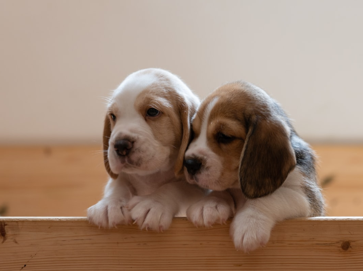 l'Ontario adopte une loi bannissant les tests invasifs sur chiens et chats