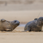 Quatre phoques gris sauvés à Biarritz ont été relâchés dans les Landes