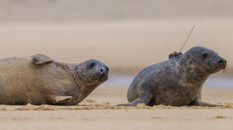 Quatre phoques gris sauvés à Biarritz ont été relâchés dans les Landes