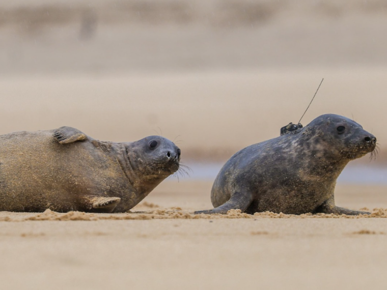 Quatre phoques gris sauvés à Biarritz ont été relâchés dans les Landes