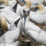 baisse historique des polluants éternels dans les œufs d’oiseaux marins