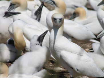 baisse historique des polluants éternels dans les œufs d’oiseaux marins