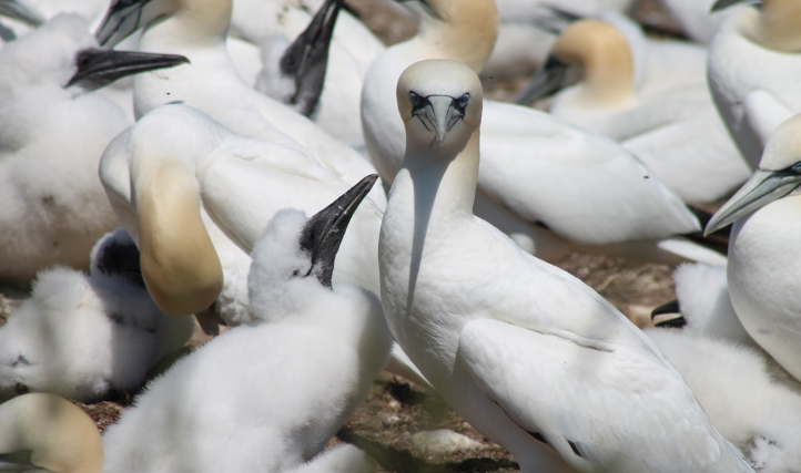 baisse historique des polluants éternels dans les œufs d’oiseaux marins
