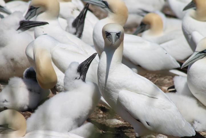 baisse historique des polluants éternels dans les œufs d’oiseaux marins