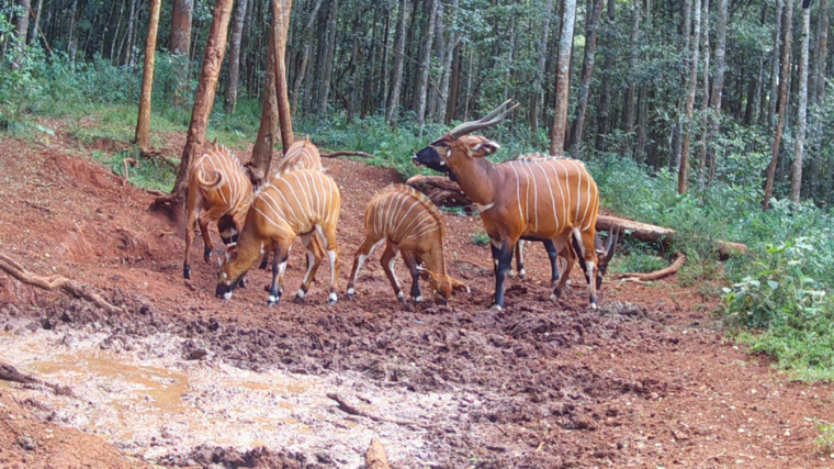 Des bongos des montagnes ont été redécouverts dans une forêt du Kenya