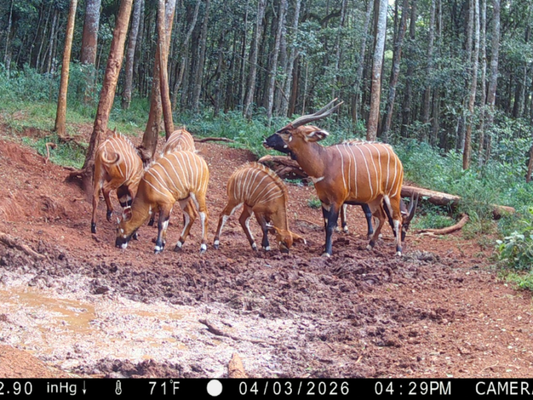 Des bongos des montagnes ont été redécouverts dans une forêt du Kenya