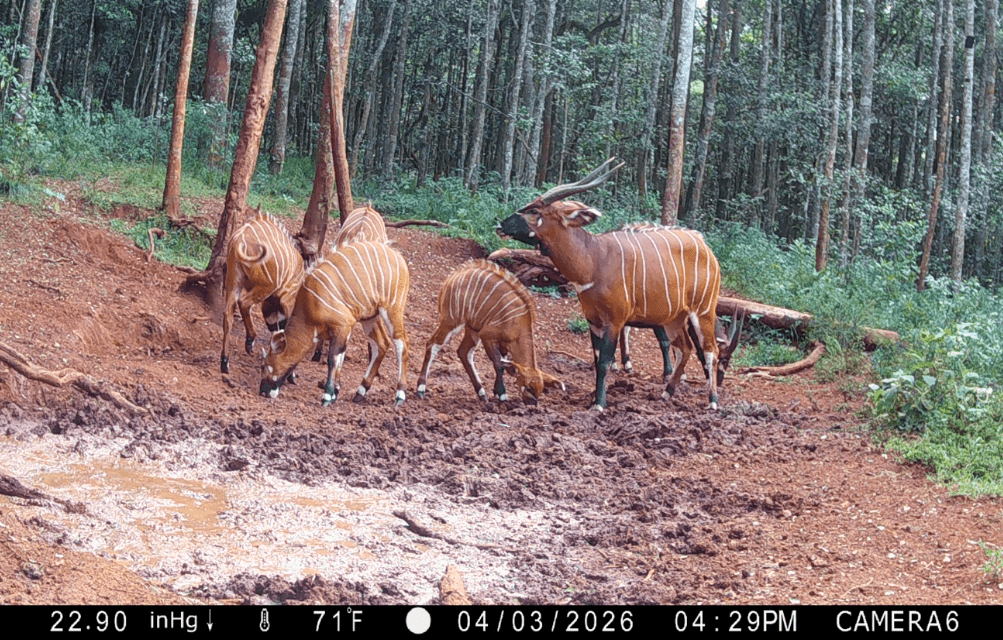 Des bongos des montagnes ont été redécouverts dans une forêt du Kenya