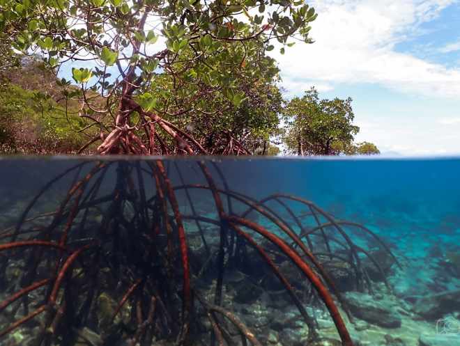 Le Costa Rica étend son programme de paiement pour services écosystémiques aux mangroves, récifs coralliens et océans.