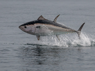Le thon atlantique fait son grand retour en mer Baltique