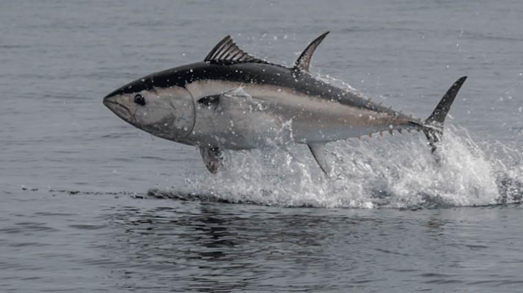 Le thon atlantique fait son grand retour en mer Baltique