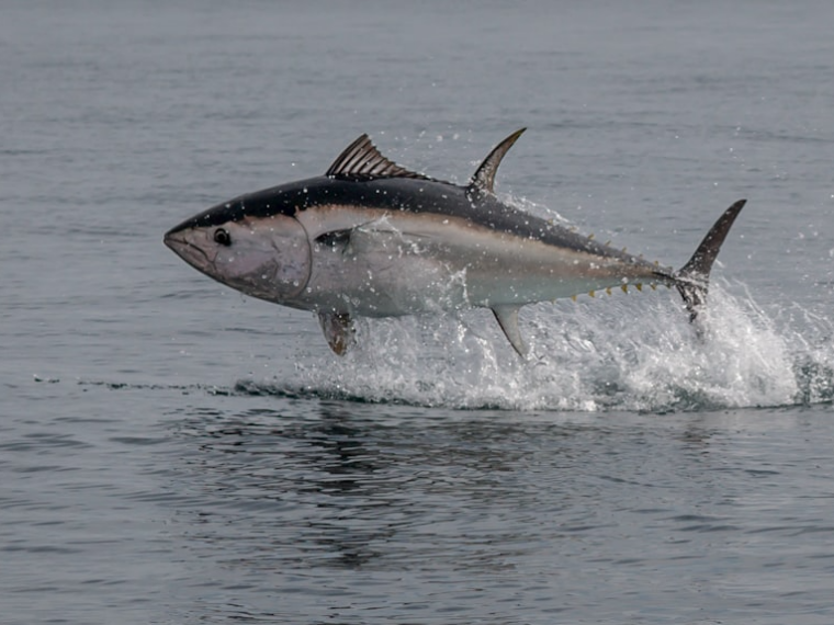 Le thon atlantique fait son grand retour en mer Baltique