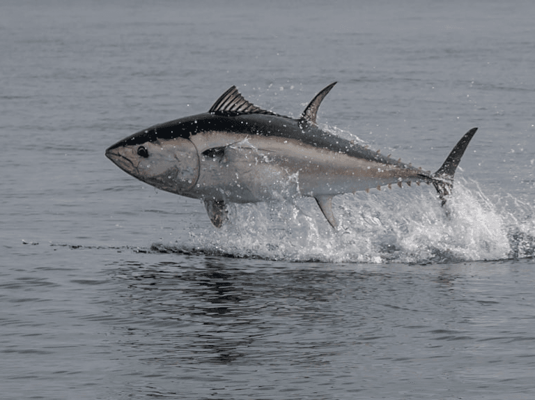Le thon atlantique fait son grand retour en mer Baltique