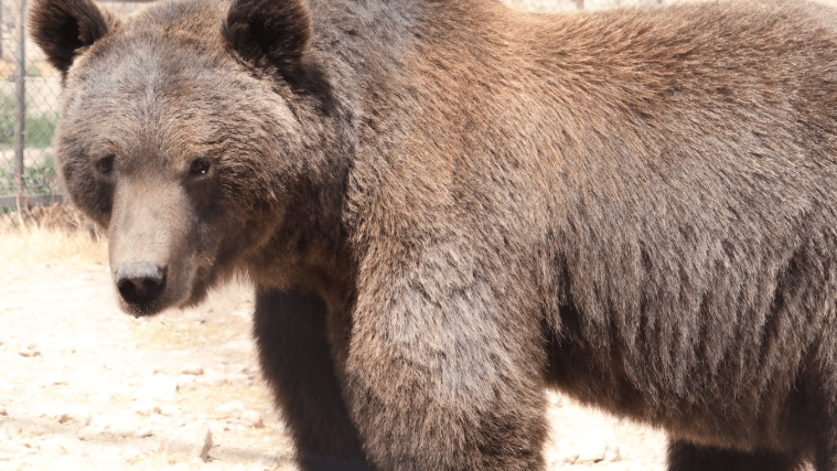 ours bruns syriens sauvés de la captivité