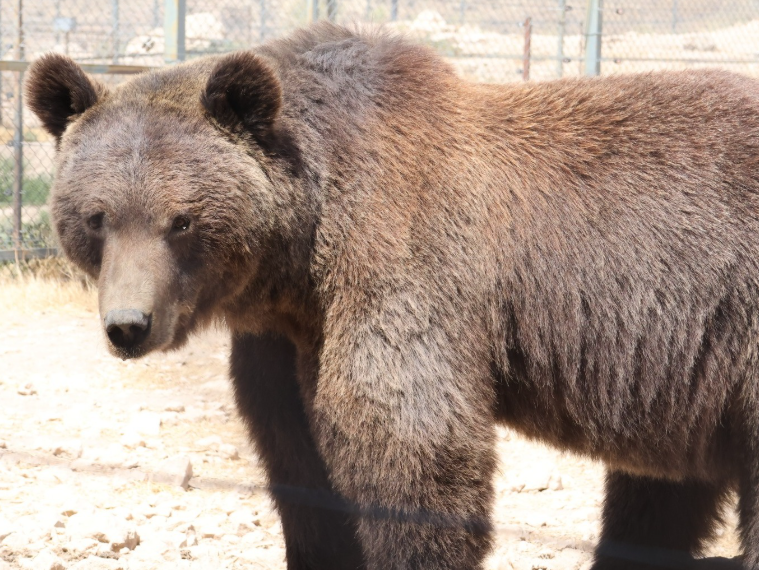ours bruns syriens sauvés de la captivité