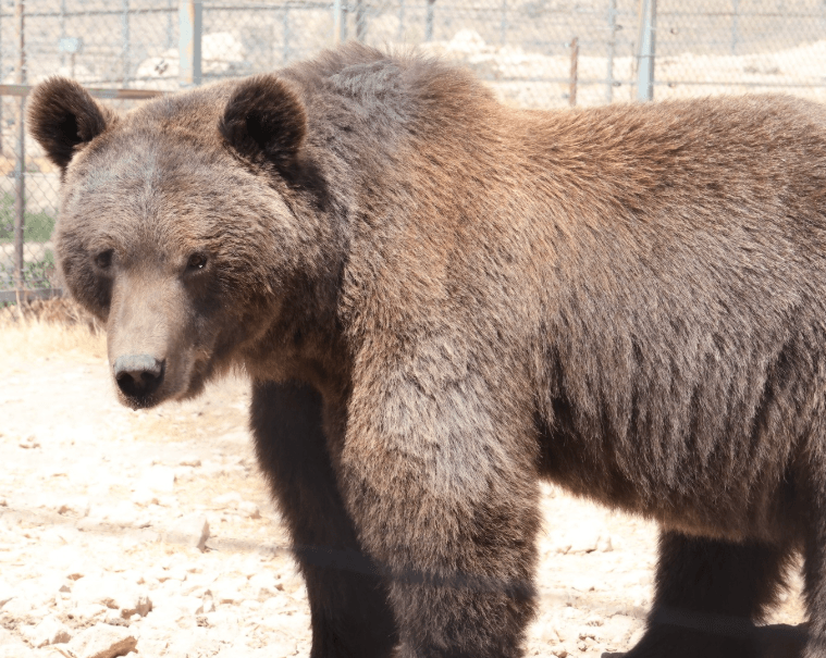 ours bruns syriens sauvés de la captivité